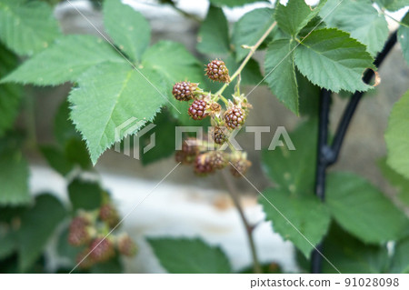 Blackberry fruit before ripening 91028098