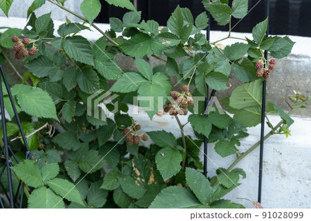 Blackberry fruit before ripening 91028099