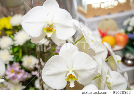 禮儀場合蘭花花壁紙 禮儀場合蘭花花壁紙 91028563