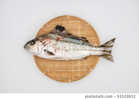 Striped Isagi, material photo of Shimaisaki, fish on a colander 91028632