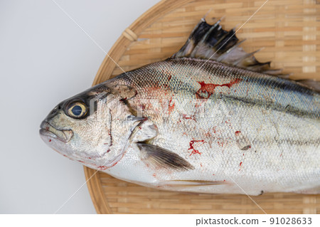 Striped Isagi, material photo of Shimaisaki, fish on a colander 91028633