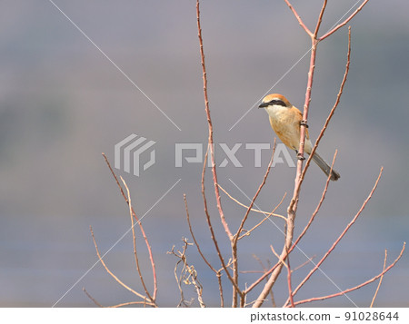 Shrike on the riverside. Shrike on the riverside. 91028644