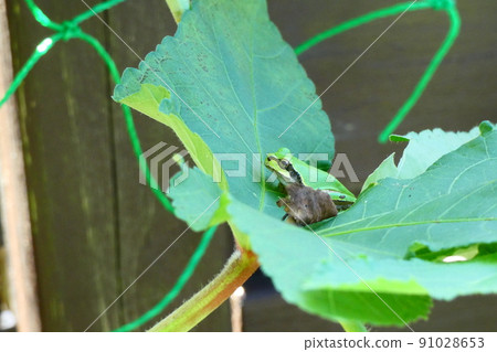 Frog Frog 91028653