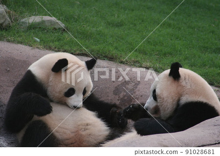 Twin panda 91028681