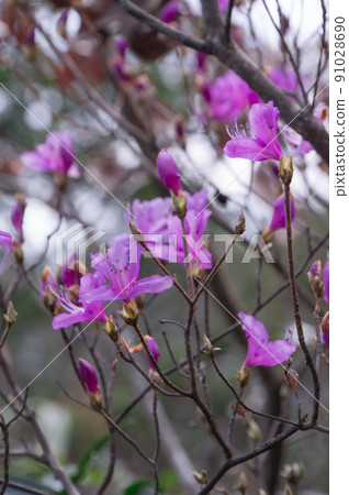 Ono City, Hyogo Prefecture, a erythronium that blooms in the Ono Alps 91028690