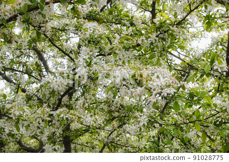 乘鞍高原和舞門池周圍令人耳目一新的六月風景 91028775
