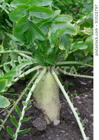 京都伏見區城南宮蘿蔔 91028797