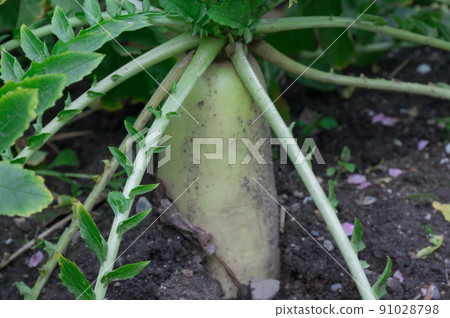 Radish of Jonangu, Fushimi-ku, Kyoto Radish of Jonangu, Fushimi-ku, Kyoto 91028798