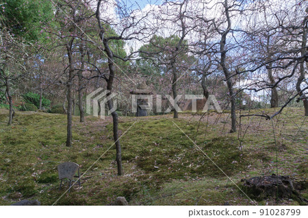 Jonangu Shrine's plum garden and lantern, Fushimi-ku, Kyoto 91028799