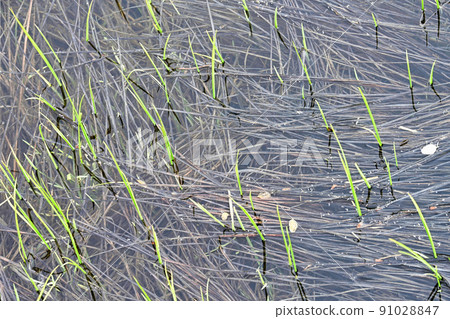 乘鞍高原和舞門池周圍令人耳目一新的六月風景 91028847