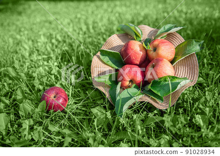 Harvested red apples in straw hat on green grass Harvested red apples in straw hat on green grass 91028934