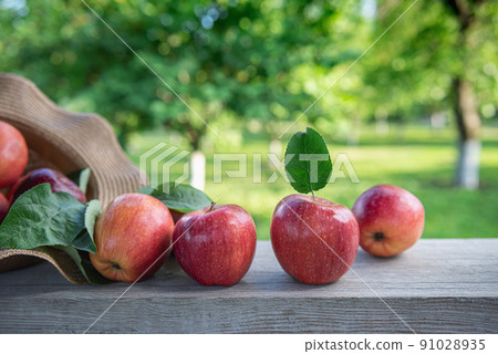 Harvested red apples with leaves at orchard garden Harvested red apples with leaves at orchard garden 91028935