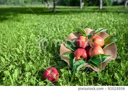Red apples in straw hat on green grass in orchard garden Red apples in straw hat on green grass in orchard garden 91028936