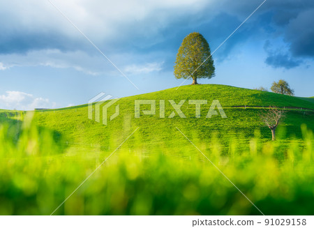 Tree on top of the hill. Landscape before sunset. Fields and pastures.  91029158