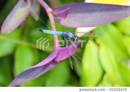 A little grabbed and cute Orthetrum albis A little grabbed and cute Orthetrum albis 91029430