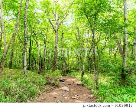 令人耳目一新的八岳高原景觀，令人耳目一新的森林步道 91029912