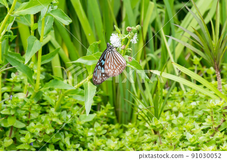 美麗的旖斑蝶 91030052