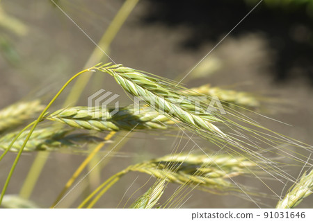 Polish wheat Polish wheat 91031646