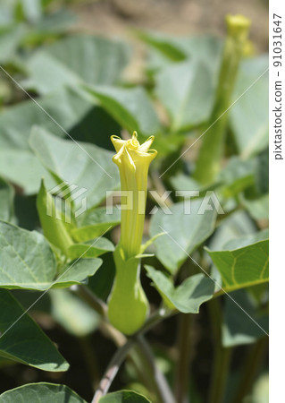 Thorn apple Inka 91031647