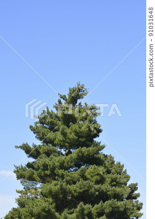 Black pine Black pine 91031648