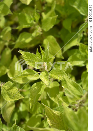Upright pellitory Upright pellitory 91031682