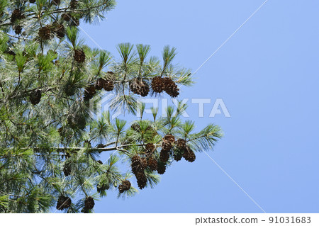 Himalayan pine 91031683