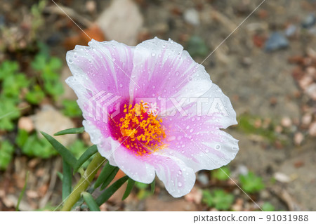 盛開的大花馬齒莧 91031988