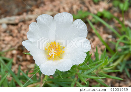 盛開的大花馬齒莧 盛開的大花馬齒莧 91031989