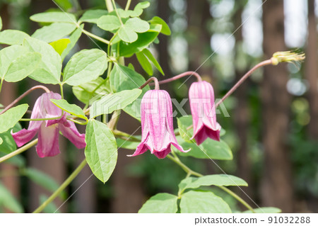 Blooming clematis Blooming clematis 91032288