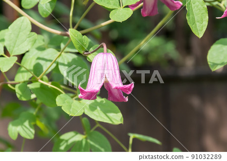 Blooming clematis Blooming clematis 91032289