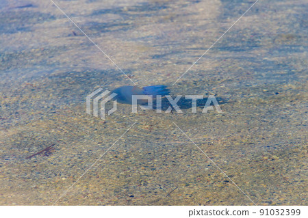 Rhizostoma pulmo, commonly known as barrel jellyfish, dustbin-lid jellyfish or frilly-mouthed jellyfish floating in a sea Rhizostoma pulmo, commonly known as barrel jellyfish, dustbin-lid jellyfish or frilly-mouthed jellyfish floating in a sea 91032399