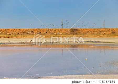 Flock of birds on the pink salty Syvash lake in Kherson region, Ukraine 91032434