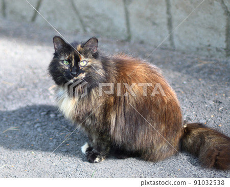 Siberian cat tortoiseshell color Siberian cat tortoiseshell color 91032538