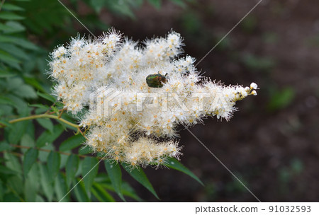 Inflorescences of Sorbaria sorbifolia (Latin Sorbaria sorbifolia) or false spirea Inflorescences of Sorbaria sorbifolia (Latin Sorbaria sorbifolia) or false spirea 91032593