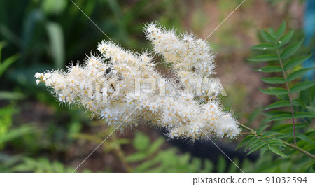 Inflorescences of Sorbaria sorbifolia (Latin Sorbaria sorbifolia) or false spirea Inflorescences of Sorbaria sorbifolia (Latin Sorbaria sorbifolia) or false spirea 91032594
