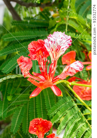Blooming phoenix flower Blooming phoenix flower 91032774