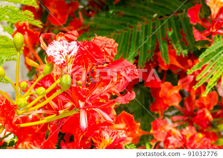 Blooming phoenix flower Blooming phoenix flower 91032776