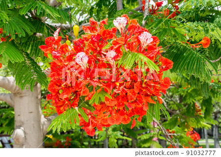 Blooming phoenix flower Blooming phoenix flower 91032777