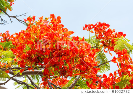 盛開的鳳凰花 91032782