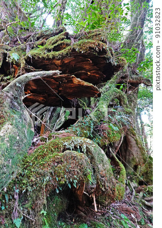 屋久島原始森林屋久杉的屋久杉 屋久島原始森林屋久杉的屋久杉 91032823