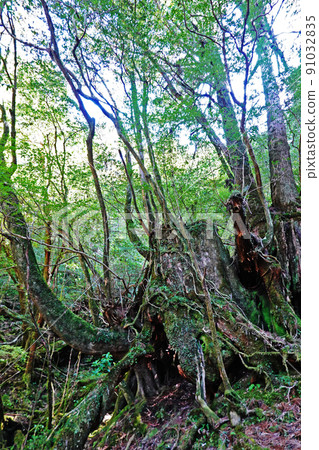 Yakusugi in Yakusugi Land, a primeval forest on Yakushima 91032835