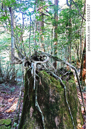 屋久島原始森林屋久杉的屋久杉 91032837