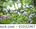 Hydrangea 91032967