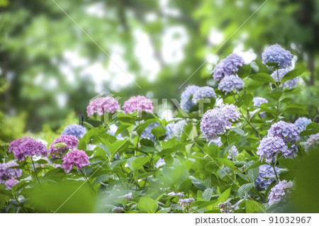Hydrangea Hydrangea 91032967