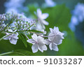 Hydrangea 91033287
