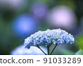 Hydrangea 91033289