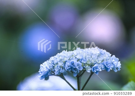 Hydrangea 91033289
