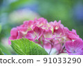 Hydrangea 91033290