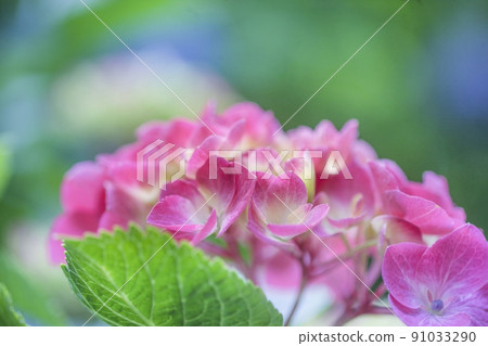 Hydrangea 91033290
