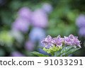 Hydrangea 91033291